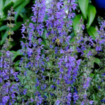 photo by Rachel Plummer