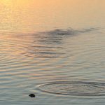 image of ripples on water