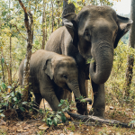 elephant family